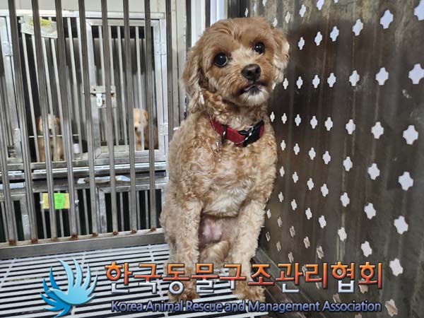 한국동물구조관리협회_411310202400568